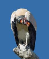 Image of: Sarcoramphus papa (king vulture)