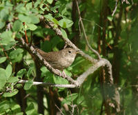 Image of: Troglodytes aedon (house wren)