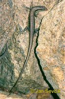 Eutropis macularia - Bronzegreen little skink