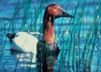 Canvasback - Aythya valisineria