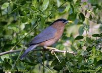 Brahminy Starling - Sturnus pagodarum