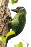 Taiwan Barbet - Megalaima nuchalis