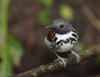 Spotted Antbird (Hylophylax naevioides) photo