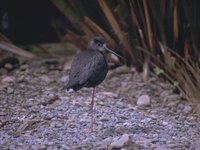 Black Stilt - Himantopus novaezelandiae