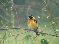 Black-headed Grosbeak (Pheucticus melanocephalus) photo