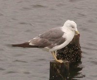 Black-tailed Gull - Larus crassirostris