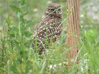 Burrowing Owl - Athene cunicularia