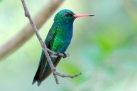 Glittering-bellied Emerald - Chlorostilbon aureoventris