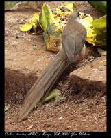 Speckled Mousebird - Colius striatus