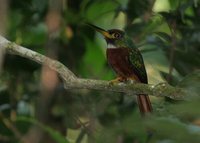 Yellow-billed Jacamar - Galbula albirostris