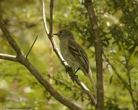 Greater Antillean Elaenia - Elaenia fallax