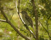 Greater Antillean Elaenia - Elaenia fallax