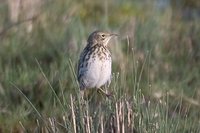 Correndera Pipit - Anthus correndera