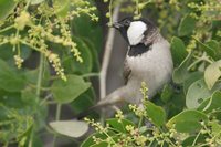 White-eared Bulbul - Pycnonotus leucotis