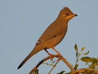 Hypocolius - Hypocolius ampelinus