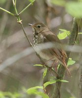 Hermit Thrush - Catharus guttatus