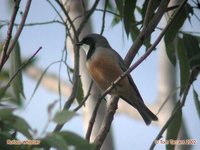 Rufous Whistler - Pachycephala rufiventris