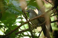 Chestnut-rumped Babbler - Stachyris maculata