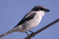 Loggerhead Shrike - Lanius ludovicianus