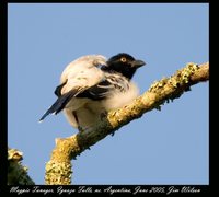 Magpie Tanager - Cissopis leveriana