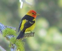 Western Tanager - Piranga ludoviciana