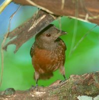 Brazilian Tanager - Ramphocelus bresilius