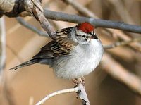 Chipping Sparrow - Spizella passerina