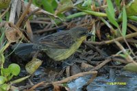 Unicolored Blackbird - Agelasticus cyanopus