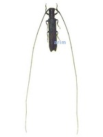 원통하늘소 - Pseudocalamobius japonicus