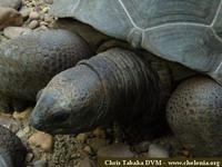 Aldabra Tortoise, Geochelone gigantea