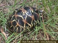 Radiated Tortoise, Geochelone radiata