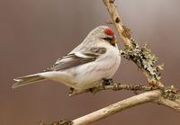 Hoary Redpoll