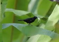 Male White-lined Tanager  