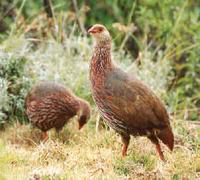 Jackson's francolin (Francolinus jacksoni)