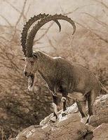 TUNGROL        / HIMALAYAN IBEX