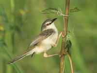 River Prinia