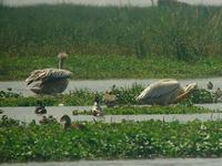 Pink-backed Pelican (Afrikansk pelikan) - Pelecanus rufescens - Northern Shoveler (Skedand) - An...