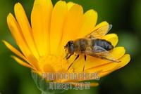 hover fly ( Eristalis tenax ) sitting on a blossom stock photo