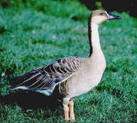 Swan Goose © WWT