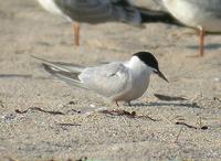 붉은발제비갈매기 COMMON TERN Sterna hirundo minussensis