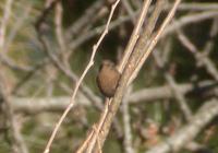 Winter Wren Troglodytes troglodytes 굴뚝새