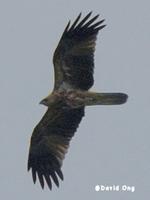 Whistling Kite