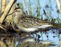 Sharp-tailed Sandpiper