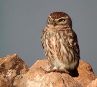 Little Owl (Athene noctua)