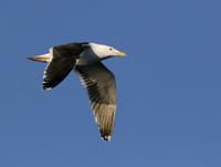 Great Black-backed Gull (Larus marinus)