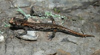 : Aneides vagrans; Wandering Salamander