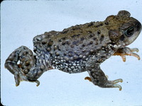 : Bufo spinulosus; Warty Toad
