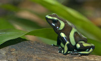 : Dendrobates auratus; Green And Black Poison Dart Frog
