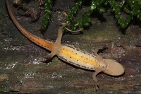 : Lissotriton vulgaris vulgaris; Smooth Newt