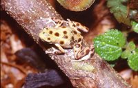 : Oophaga pumilio; Strawberry Poison Frog